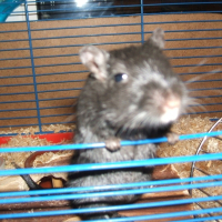 Photo de profil de Gerbille 2