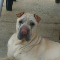 Photo de profil de Boxy
