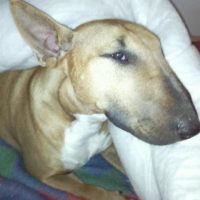 Photo de profil de Cyrus