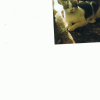 Photo de Tigris