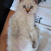 Photo de profil de Catouss