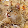 Photo de Crunch
