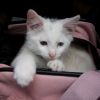 Photo de Gizmo