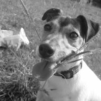 Photo de profil de Milka