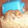 Photo de Chouquette