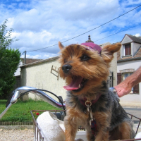 Photo de profil de Nelson