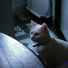 Photo de Iris