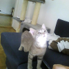 Photo de Tiger