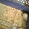 Photo de Speedy(brune)