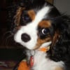 Photo de Drago