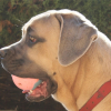 Photo de Caly, Cane Corso
