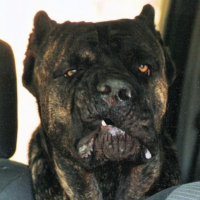 Photo de profil de Thèo