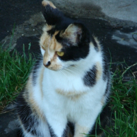 Photo de profil de Pitou