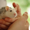 Photo de Kity, Rat
