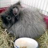 Photo de Panpan