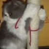 Photo de Sissie, Bleu Russe