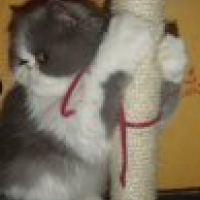 Photo de profil de Sissie