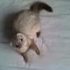 Photo de Krispy