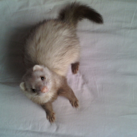 Photo de profil de Krispy