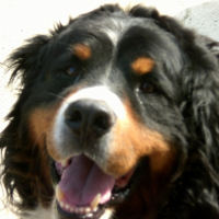 Photo de profil de Voltaire