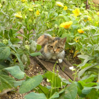 Photo de profil de Lokarie