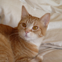 Photo de profil de Kitty