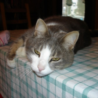 Photo de profil de Wilo