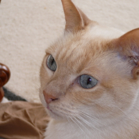 Photo de profil de Sirius