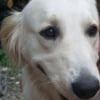 Photo de Belle, Golden Retriever