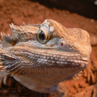 Photo de profil de Godzila