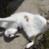 Photo de Minette