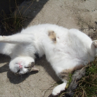 Photo de profil de Minette