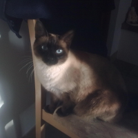 Photo de profil de Diésel