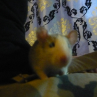 Photo de profil de Ganésh