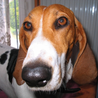 Photo de profil de Roxanne