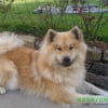 Photo de Djéli, Eurasier