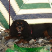 Photo de profil de Djedy