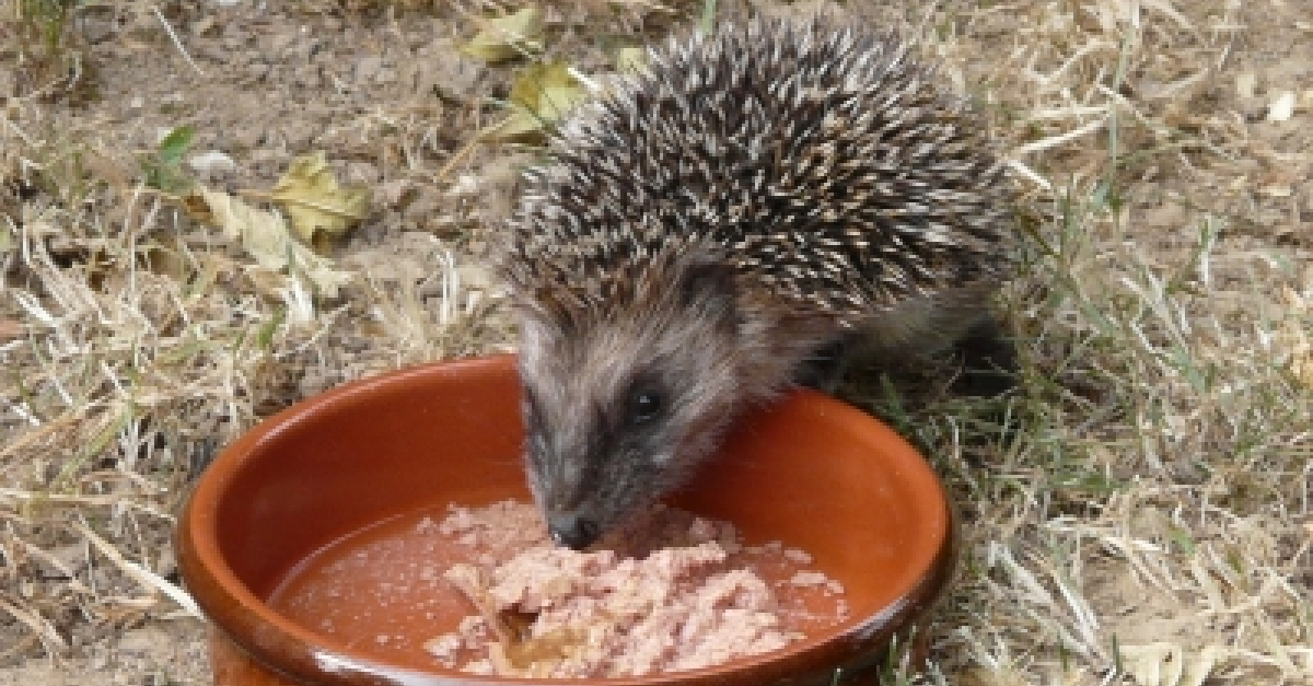 Animaux Info Woopets : Actualités du monde animal – TXQP