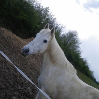 Photo de profil de Ephir de montaux