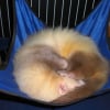 Photo de Bouli