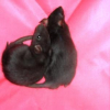 Photo de Pirate et pilou
