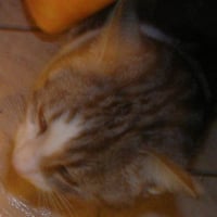 Photo de profil de Violette
