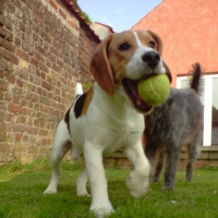 Photo de profil de Diabolo