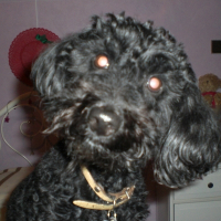 Photo de profil de Kaline