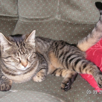 Photo de profil de Féline