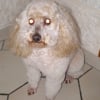 Photo de Lari