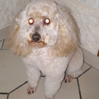 Photo de profil de Lari
