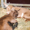 Photo de Caramel et nougat