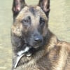 Photo de Bap's, Berger Belge Malinois