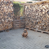 Photo de profil de Boss